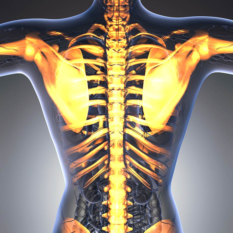 3D Spine Model